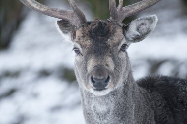 nadasa bırakılmış