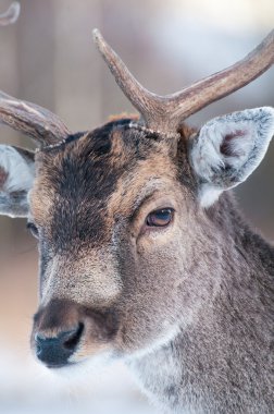 nadasa bırakılmış