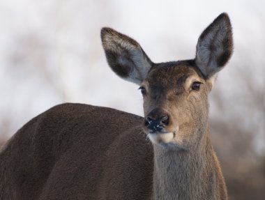 buzağı - genç doe