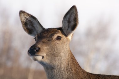 Doe - güzellik hayvan
