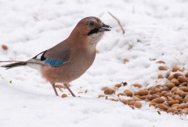 Güzellik jay