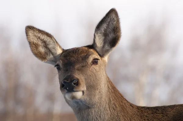 Doe - animal de beauté — Photo