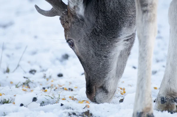 Fallow — Stock fotografie