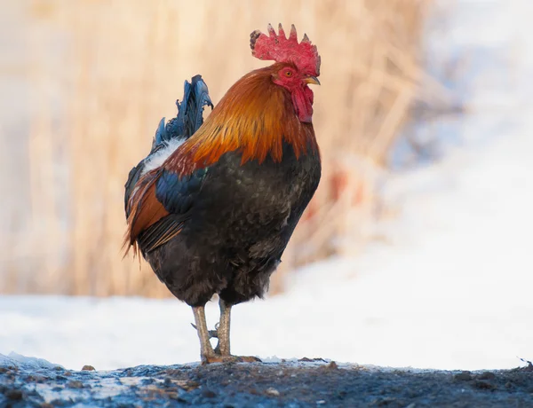 Gallo pájaro — Foto de Stock