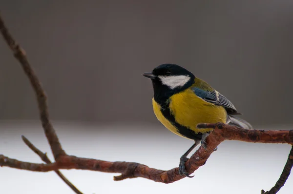 Pássaro pequeno - Tit — Fotografia de Stock