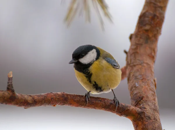 Mały ptak - tit — Zdjęcie stockowe