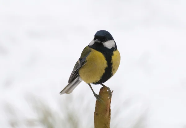 Vogelmeise — Stockfoto