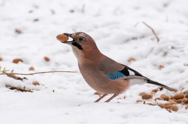 Skönhet jay — Stockfoto