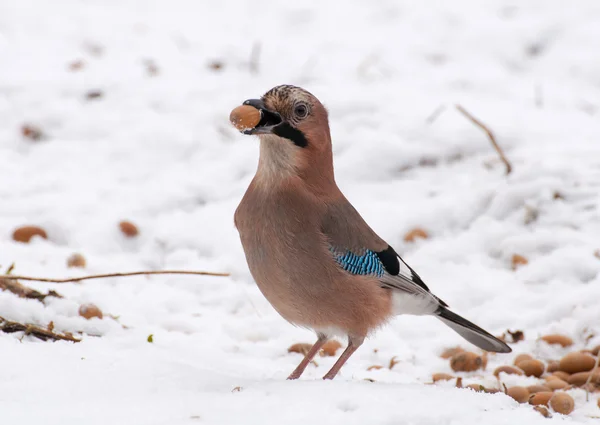 Schoonheid jay — Stockfoto