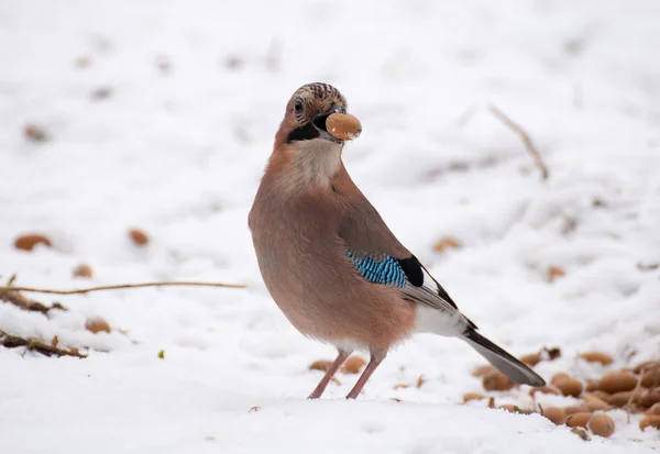 Beauty jay — Stock Photo, Image