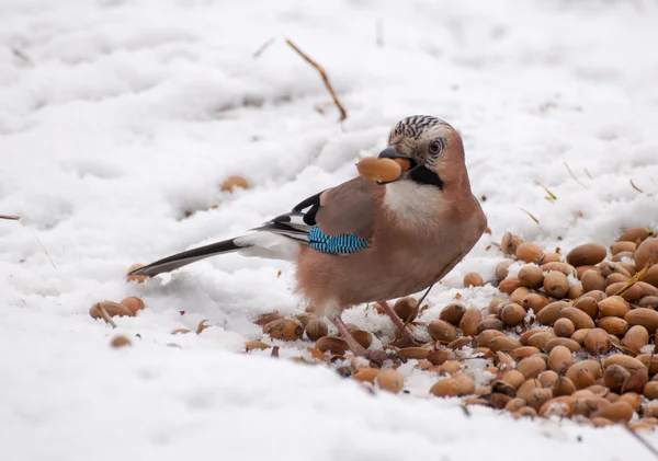 Piękno jay — Zdjęcie stockowe