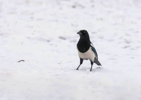 Magpie — Stock Photo, Image