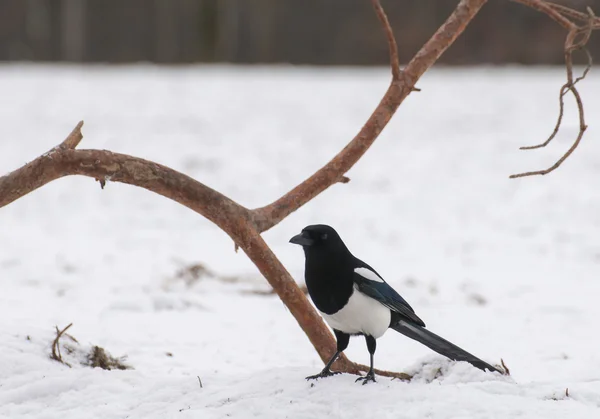 Magpie. — Fotografia de Stock