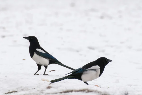 Magpie — Stock Photo, Image