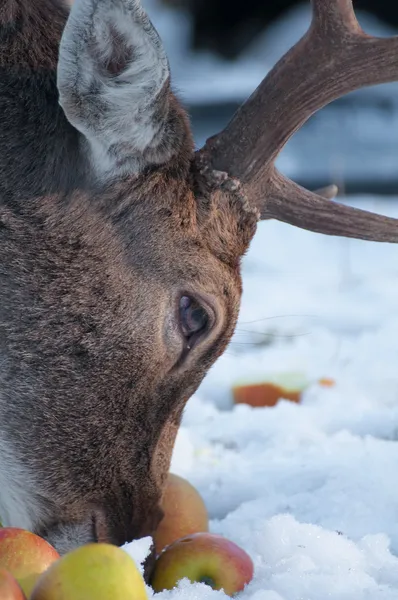 Fallow — Stock fotografie