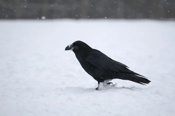 Corbeau noir — Photo