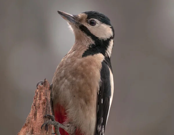 Woodpecker — Stock Photo, Image