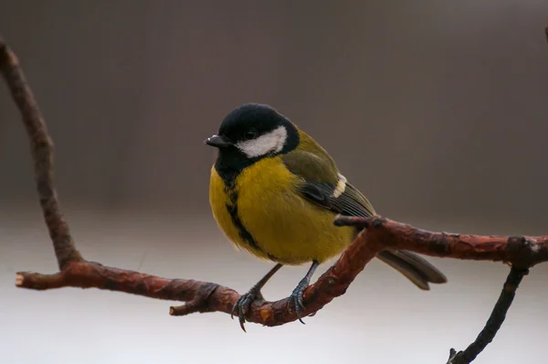 Pájaro Teta — Foto de Stock