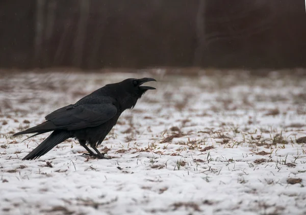 Black Raven — Stock Photo, Image