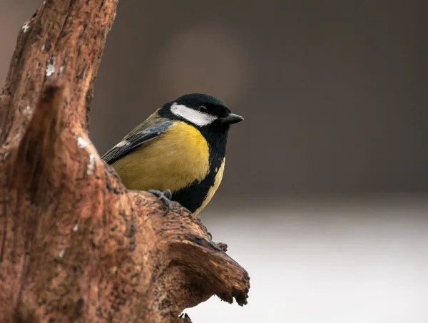 Fågel tit — Stockfoto