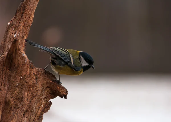 Bird Tit — Stock Photo, Image