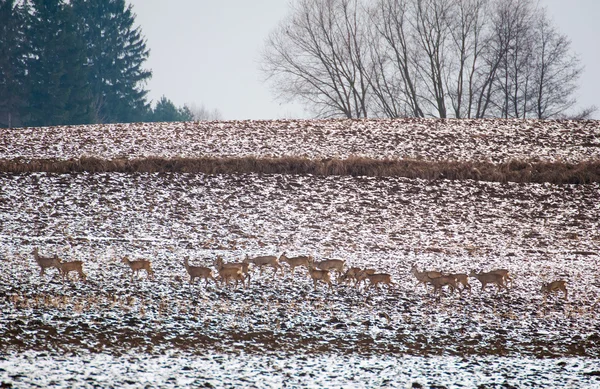 Troupeau de cerfs — Photo