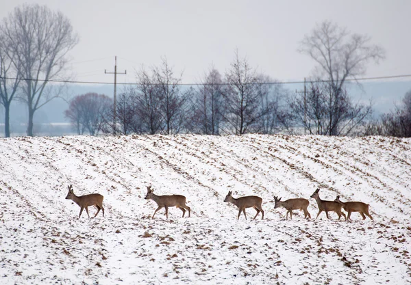 Herd of deer — Stock Photo, Image