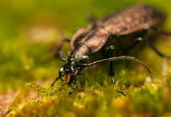 Carabus arvensis — Fotografia de Stock