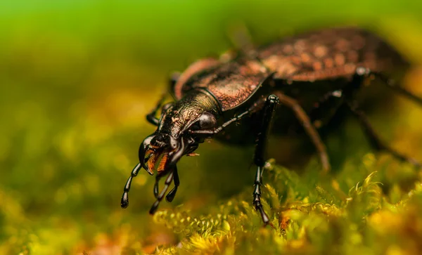 Carabus arvensis — Fotografia de Stock