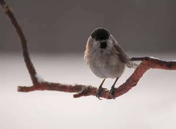 Poecile palustris — Stok fotoğraf