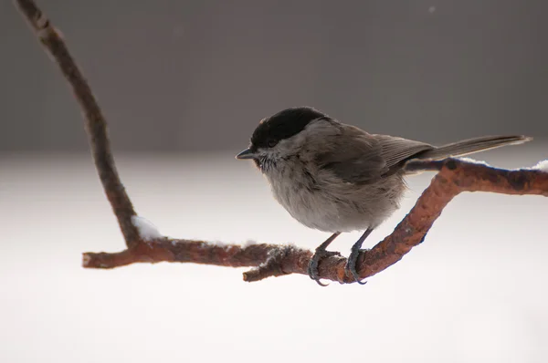 Poecile palustris — Stockfoto