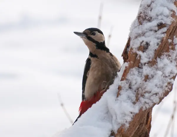 Woodpecker — Stock Photo, Image