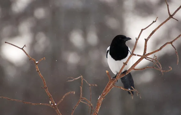 Magpie — Stock Photo, Image