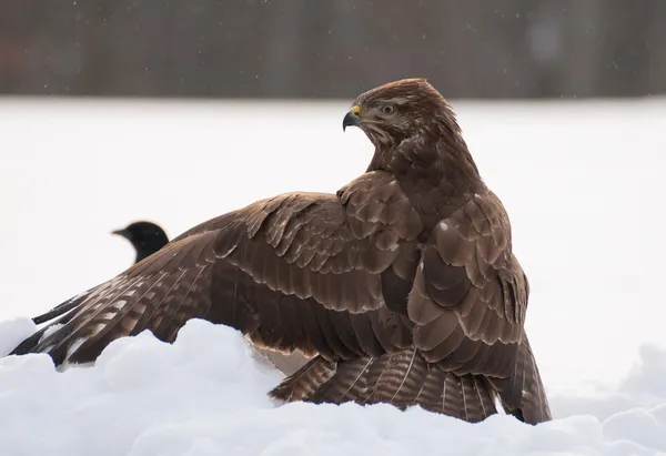 Mäusebussard — Stockfoto