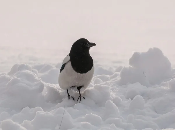 Magpie. — Fotografia de Stock