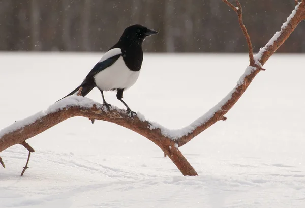 Magpie. — Fotografia de Stock