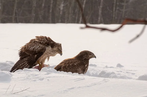 Buzzard. — Fotografia de Stock