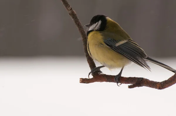 Belleza Tit — Foto de Stock