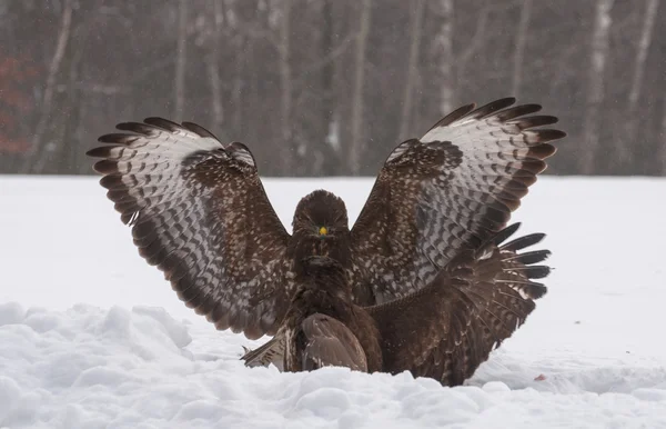 Buzzard luta — Fotografia de Stock