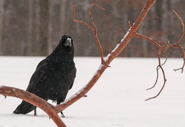 Black Raven — Stock Photo, Image