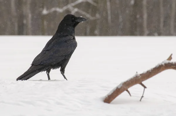 Black Raven — Stock Photo, Image