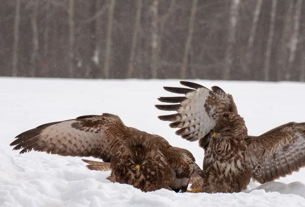 Buzzard luta — Fotografia de Stock