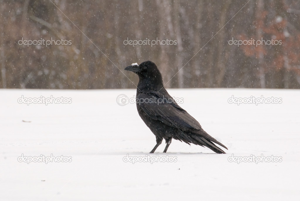 Raven black