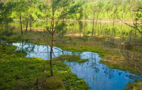 沼泽和森林 — 图库照片