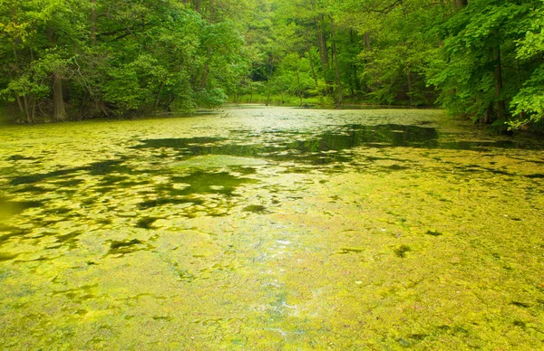 Sump og skog – stockfoto