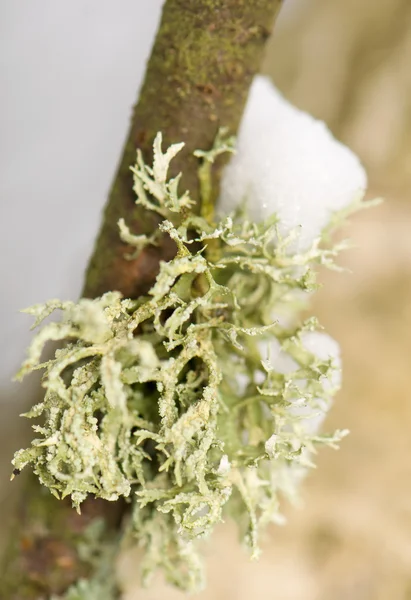 Lichen — Stock Photo, Image