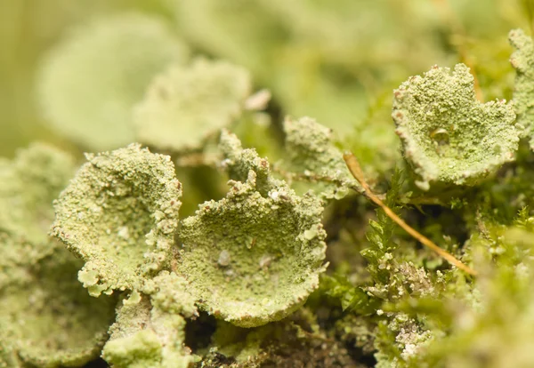 Lichen — Stock Photo, Image