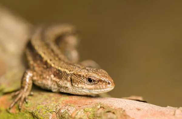 Eidechse — Stockfoto