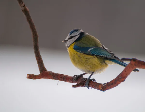 Blue tit — Stock Photo, Image