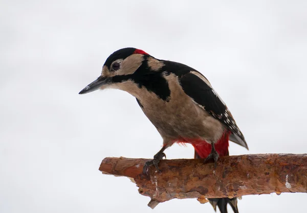 Woodpecker — Stock Photo, Image